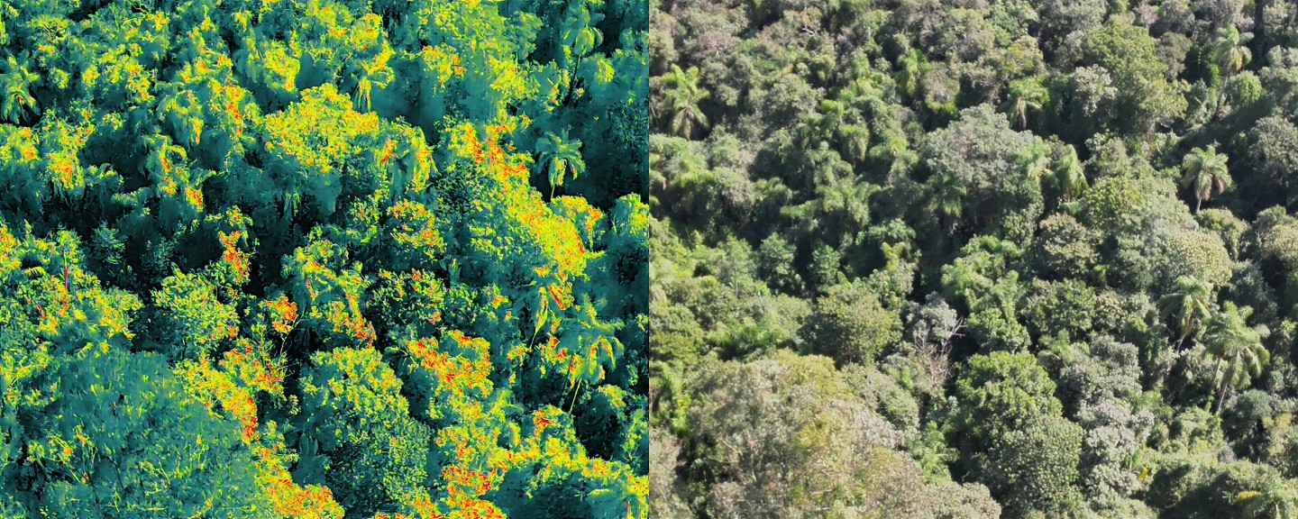 Comparação lado a lado entre imagem térmica e imagem RGB de dossel florestal captada por drone da Jaçanã